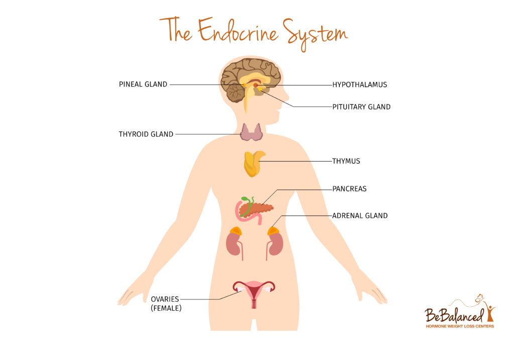 The female endocrine system